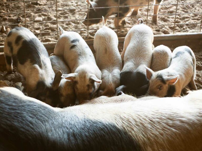 Piglets feeding from their mother.