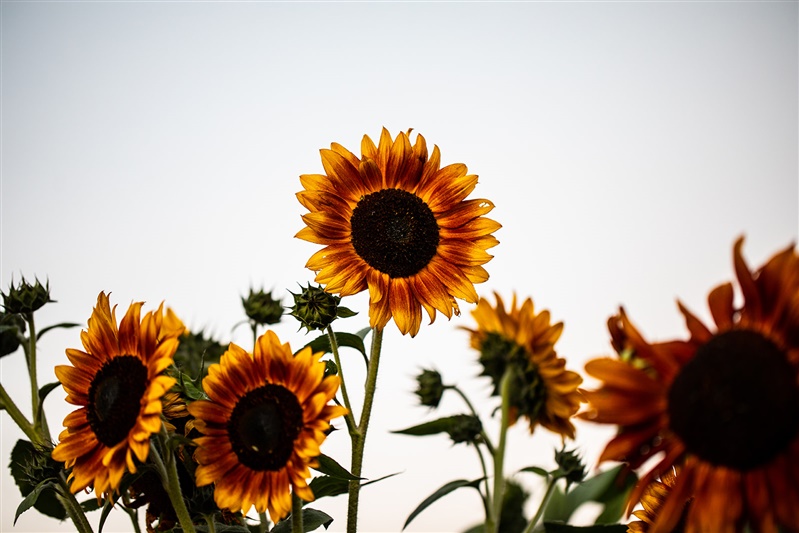 Sunflowers in the field.