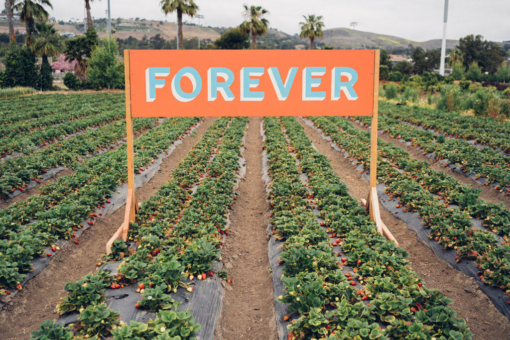 Sign with the word forever in the middle of strawberry field.