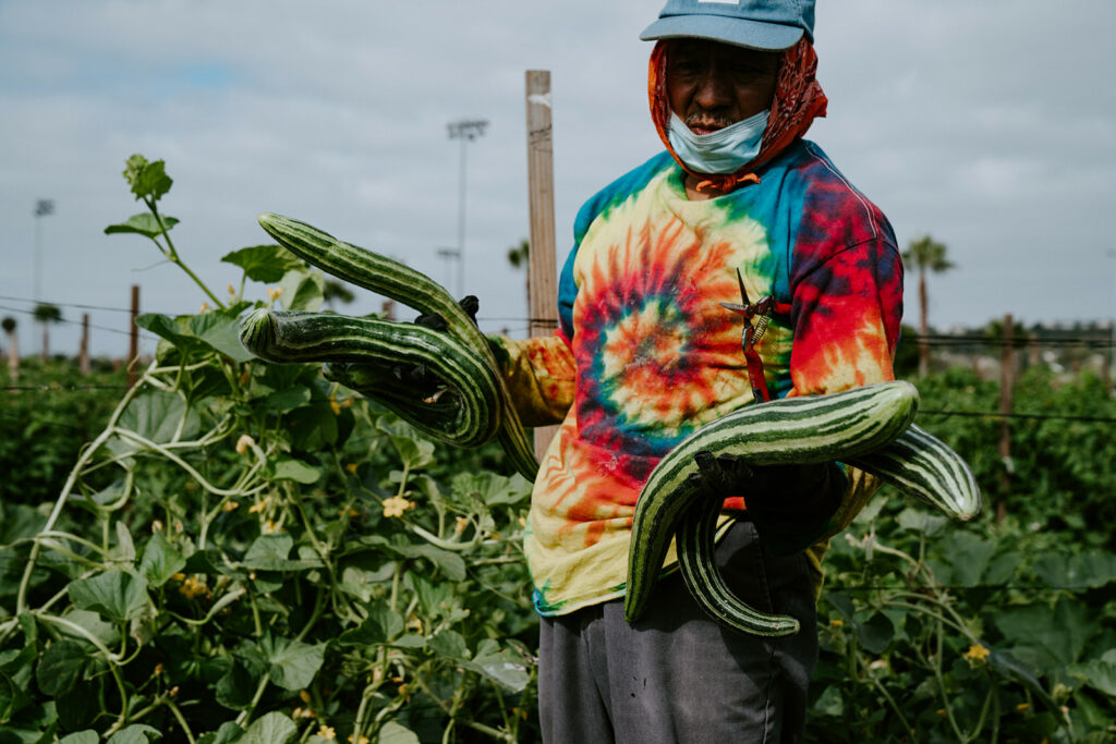 Farmer stands in field wearing a tye-dye shirt holding three very large cucumbers.