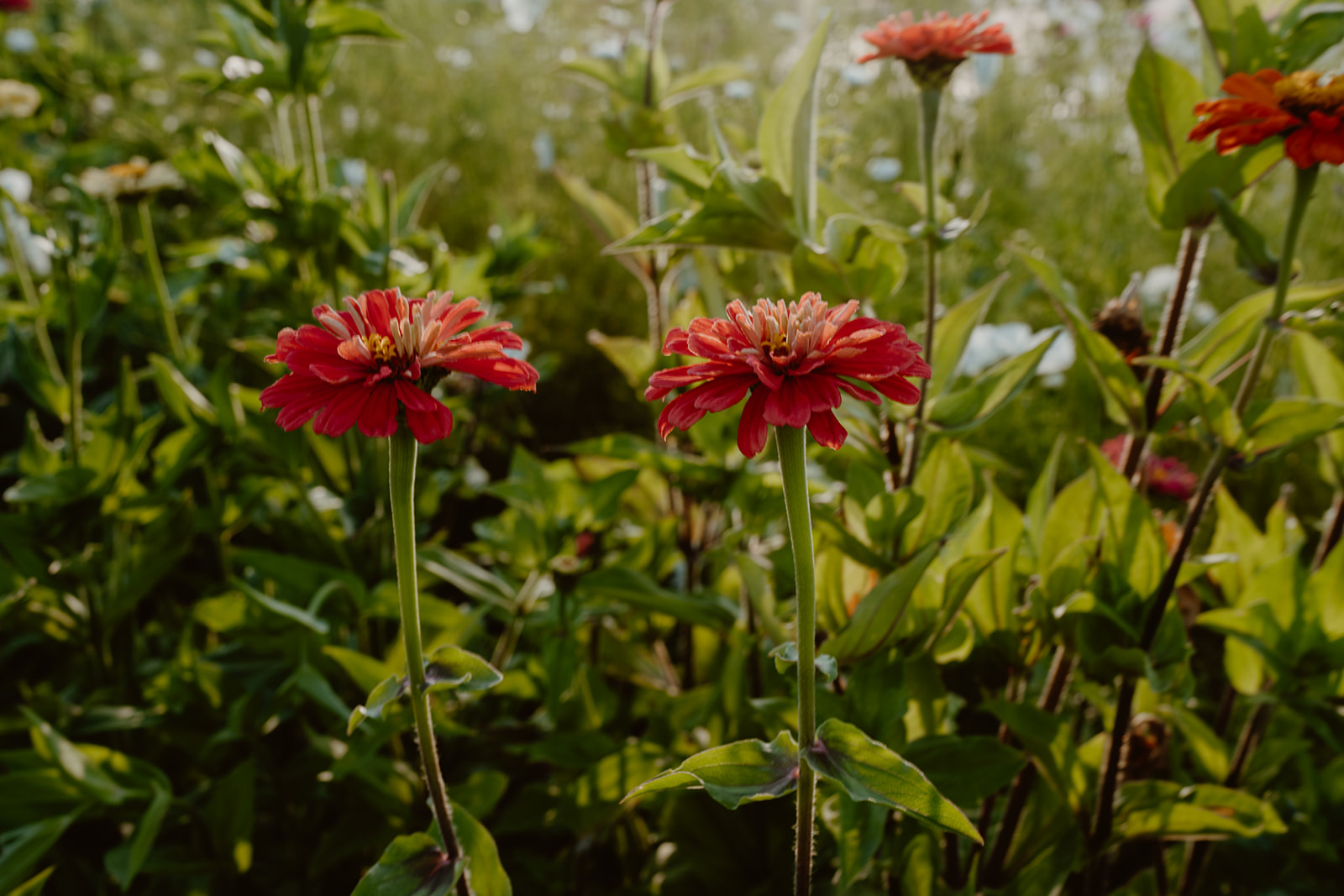 Close up of Zinnia flowers