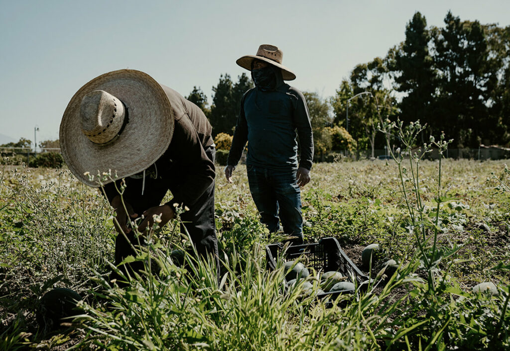 Two farmers work in the field harvesting melons.