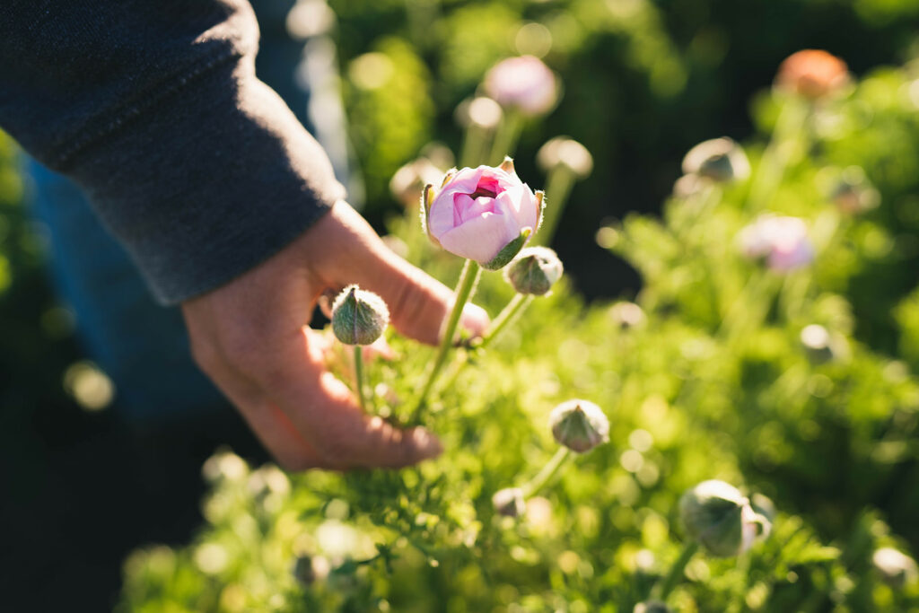 Hand reaches down to harvest a flower