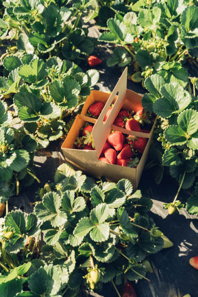 basket full of strawberries in the field