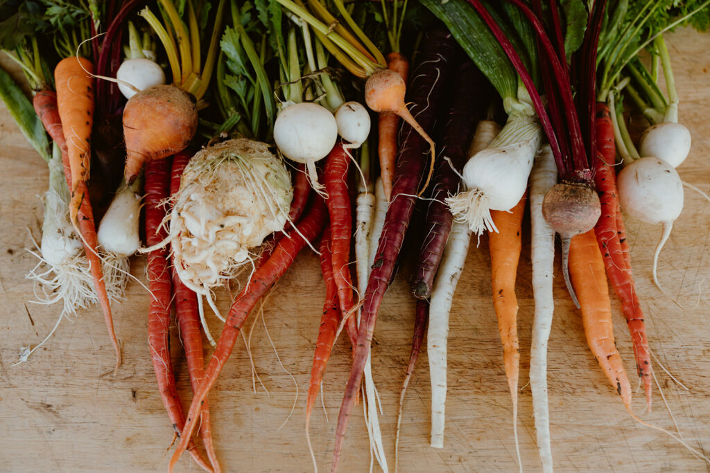 Multiple varieties of roots, carrots, beets, and turnips.
