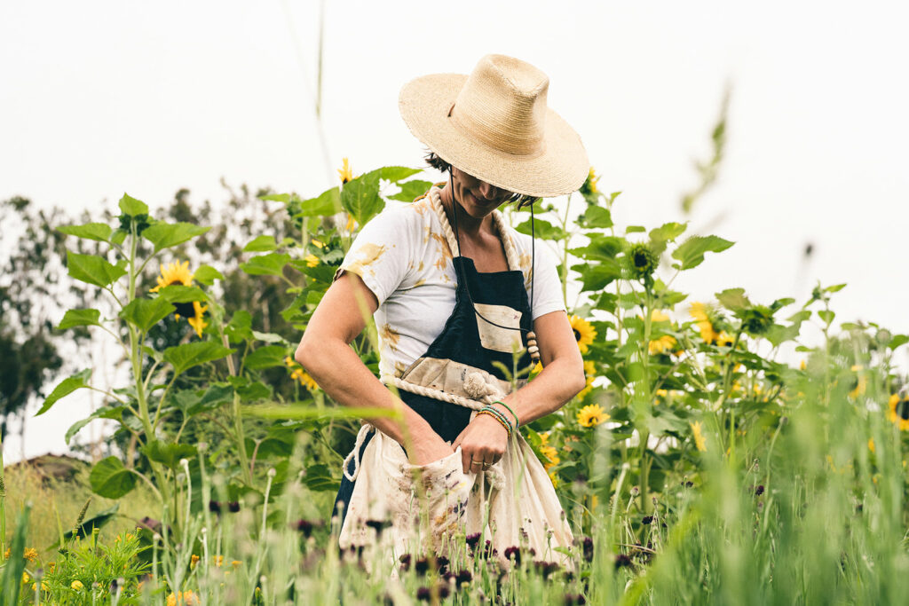 Kristin harvesting bachelor button flowers for natural dye