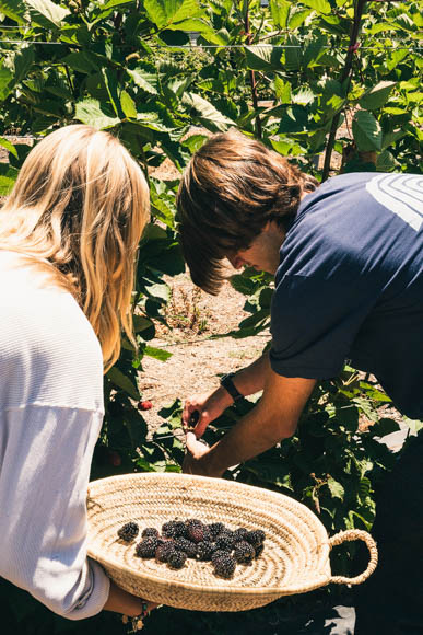 two teenagers picking blackberries