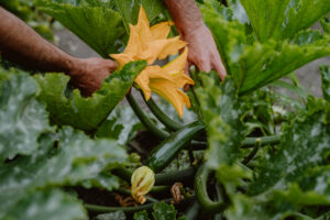 Close up of two hands harvesting squash that has a yellow flower a top.