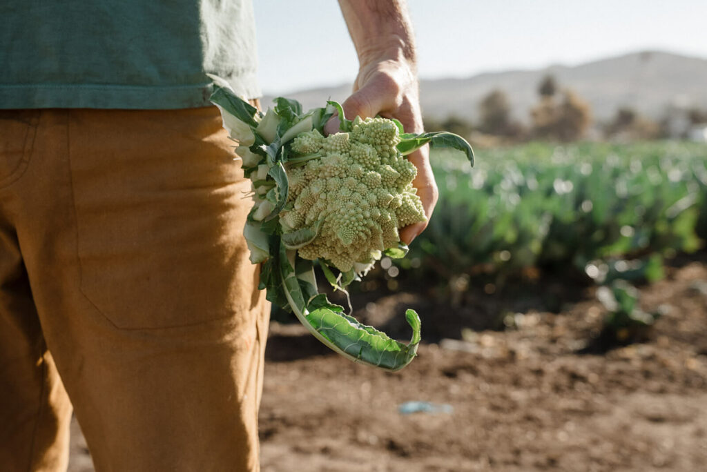 Close up shot of Farmer and owner of The Ecology Center Evan Marks holding a freshly picked cauliflower in the field