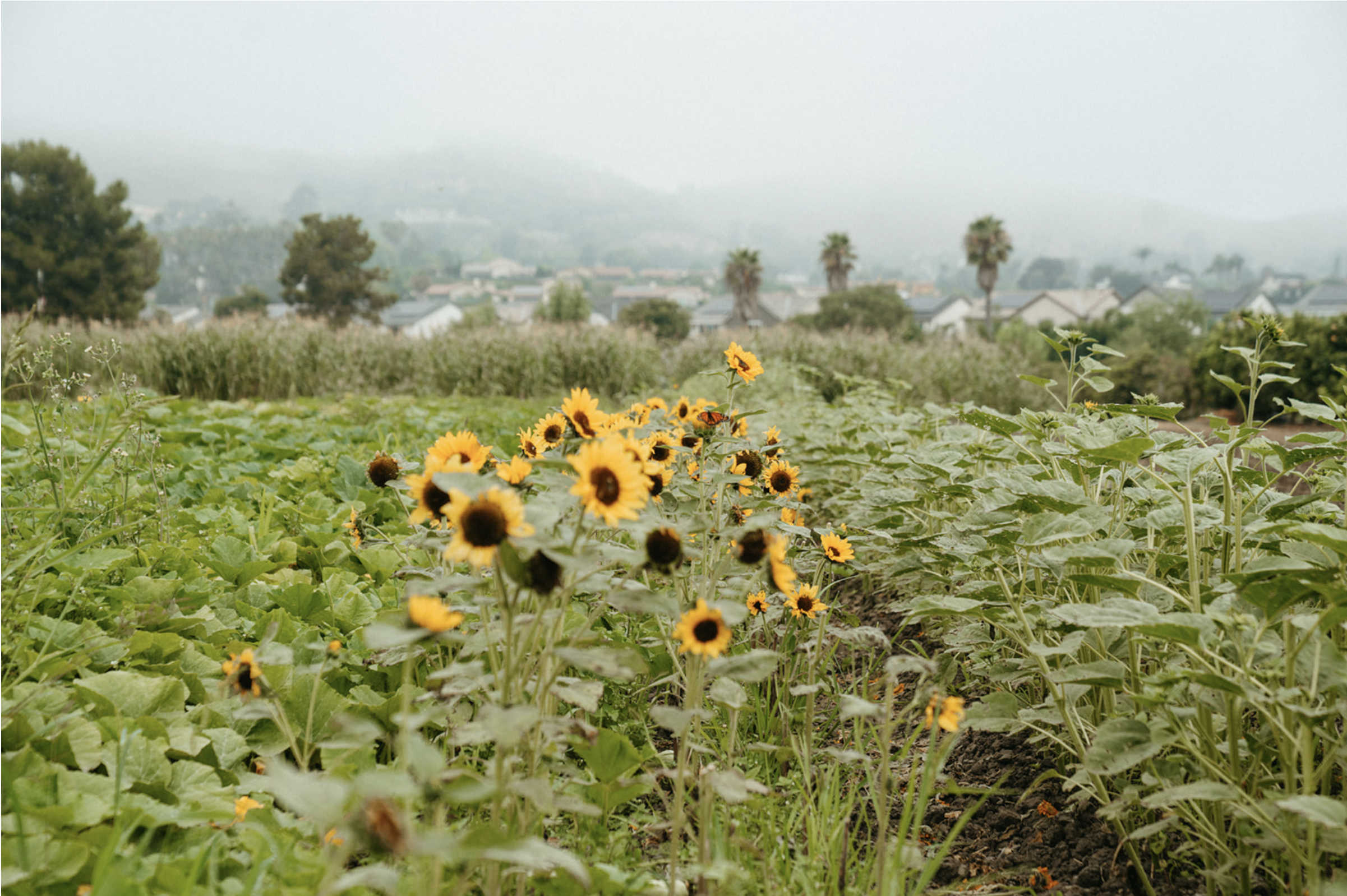 Mid Summers Day Dream | Kelley Doyle & Renata Ururahy